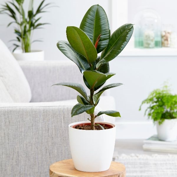 photo of a rubber plant in a planter