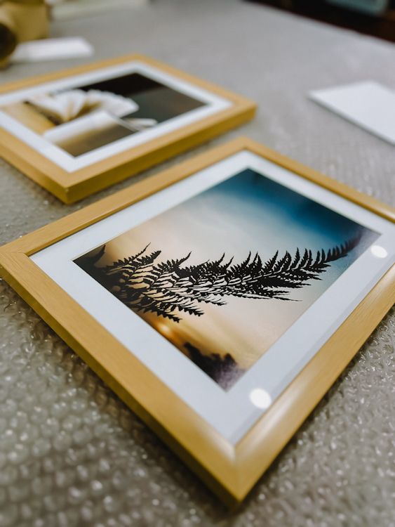 framed photograph of a tree